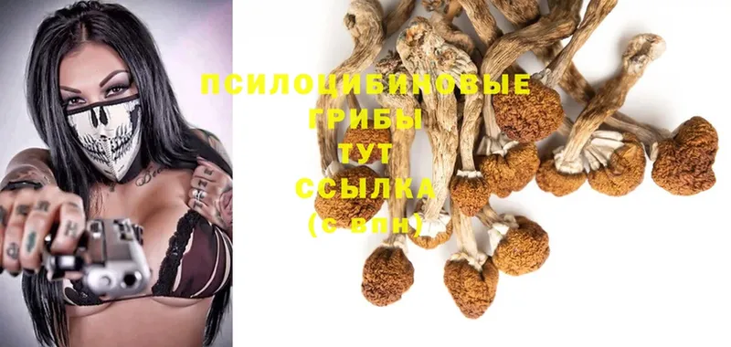 где найти наркотики  Заинск  Псилоцибиновые грибы Cubensis 